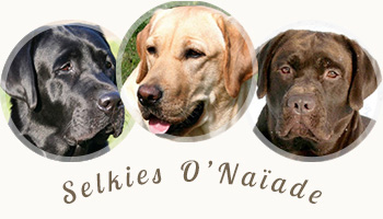Labradors Noirs – Sables – Chocolats Labradors Noirs – Sables – Chocolats
