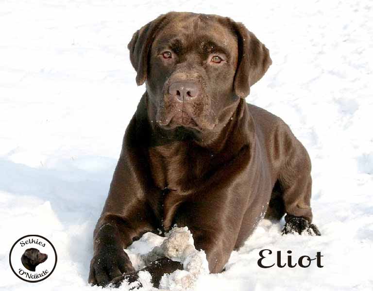 eliot-gal_18