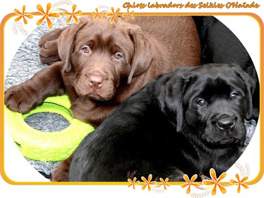 Naissances Chiots Labradors noirs et chocolats - 2025/2026