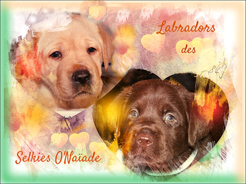 Naissances chiots Labradors sables et chocolats – portée été 2026