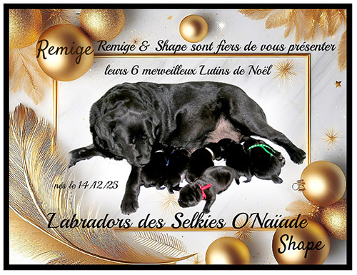 Portée Labradors Noirs - Automne/Hiver 2025