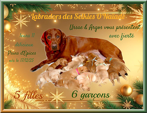 Portée Labradors Redfox & Sable - Automne/Hiver 2025