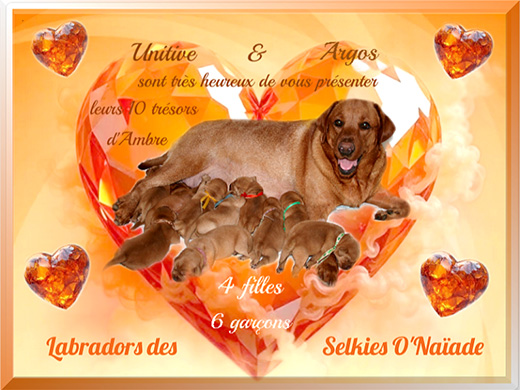 Portée Labradors Redfox - été 2025