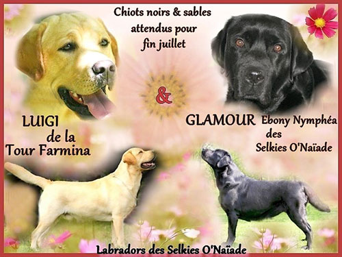 portee-luigi-glamou-2018 portee-luigi-glamou-2018