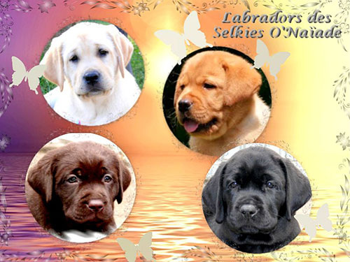Portée Labradors – Printemps 2025