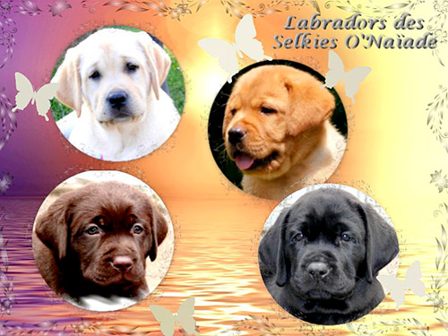 Portée 2023 labradors redfox noirs chocolats sables