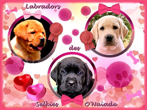 Portées labradors été 2020 Portées labradors été 2020