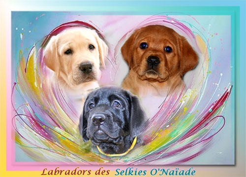 Portées labradors été 2020