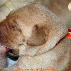 chiot ruban orange