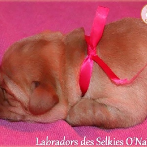 chiot ruban fuschia