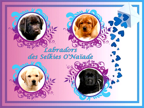 Portées Labradors 2025