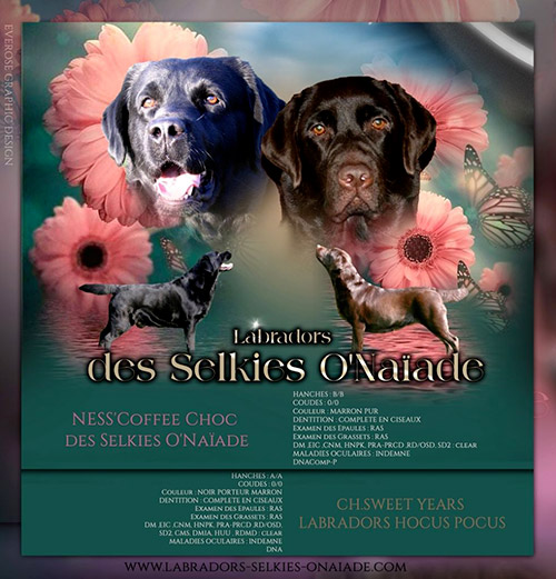 Future portée Labradors 2023 - Ness'Coffee et Hocus Pocus