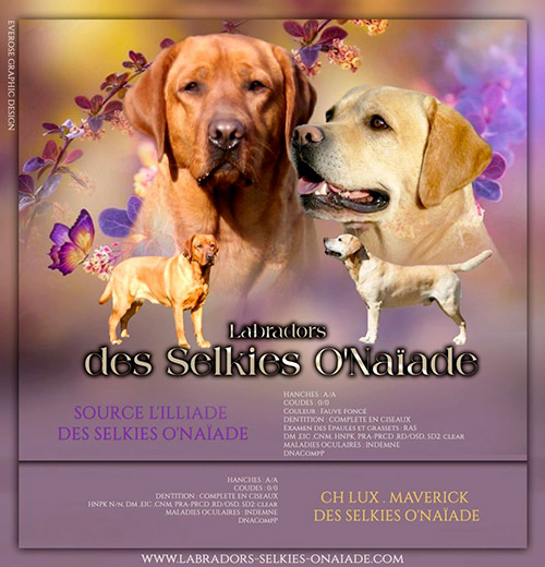 Future portée Labradors 2023 - Source et Maverick