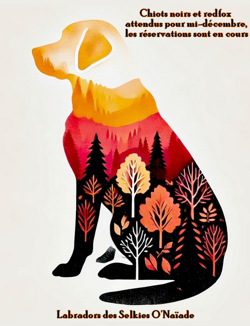 Portée Labradors Noirs et Redfox - Automne/Hiver 2025