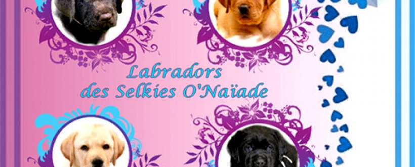 Portées Labradors 2023