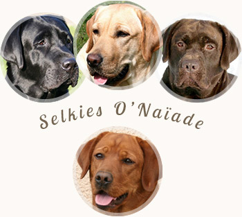 Labradors Redfox - Noir – Sable – Chocolat